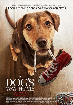 ดูหนังA DOG’S WAY HOME - เพื่อนรักผจญภัยสี่ร้อยไมล์ (2019) [HD] พากย์ไทย บรรยายไทย